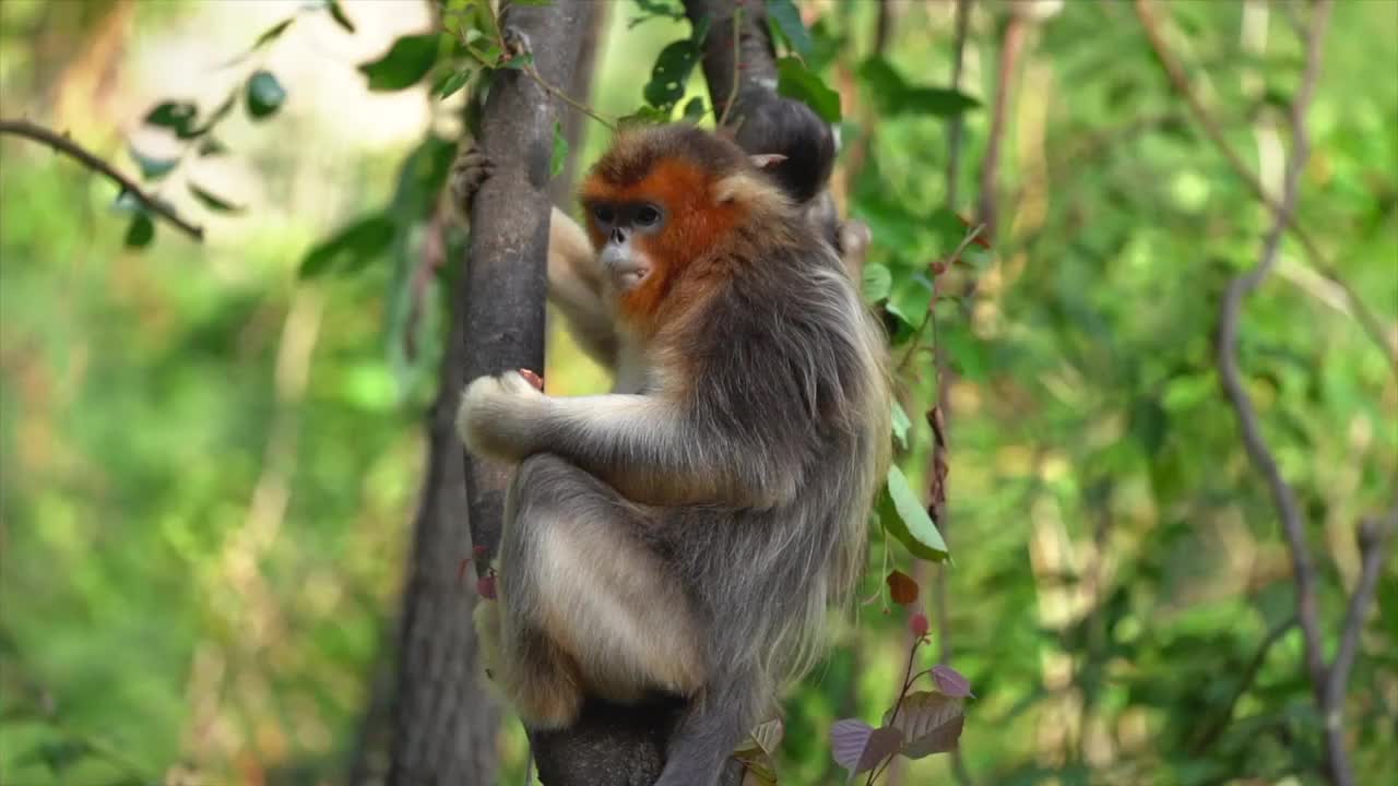 金丝猴灵长类动物生态猴子张家界珍惜濒危（选编）视频下载