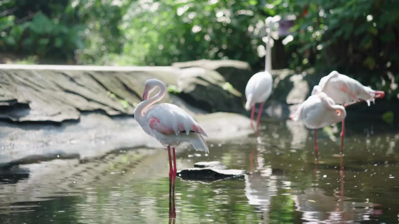 动物园里面的大红鹳鸟类视频素材