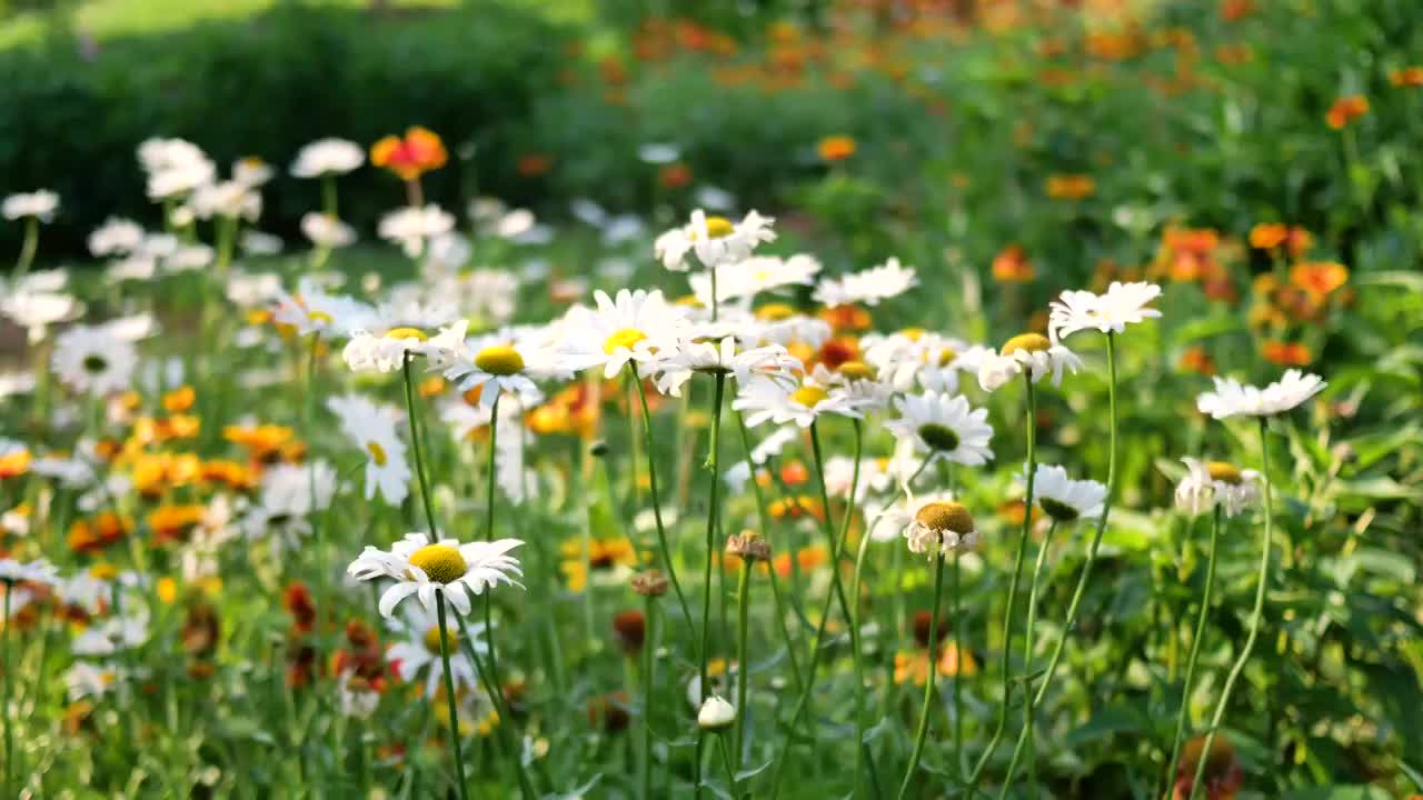 夏天公园里盛开的菊花视频下载