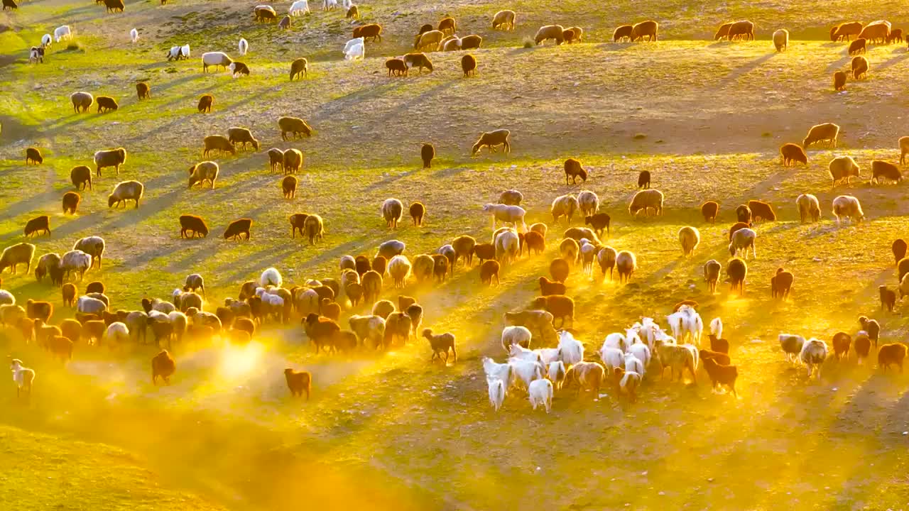 4K航拍新疆阿勒泰萨尔布拉克草原夕阳羊群视频下载