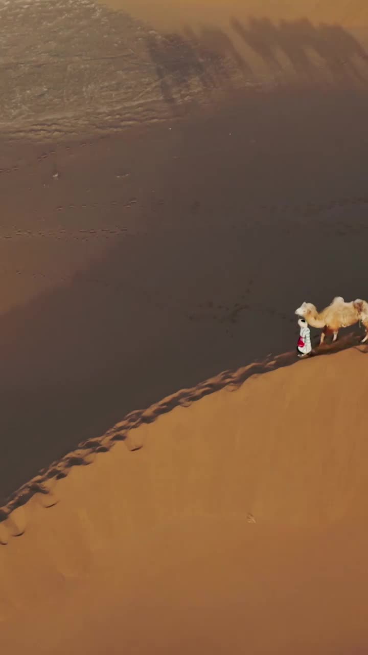 沙漠中驼队，库木塔格沙漠的骆驼，塔克拉玛干沙漠的航拍视频下载