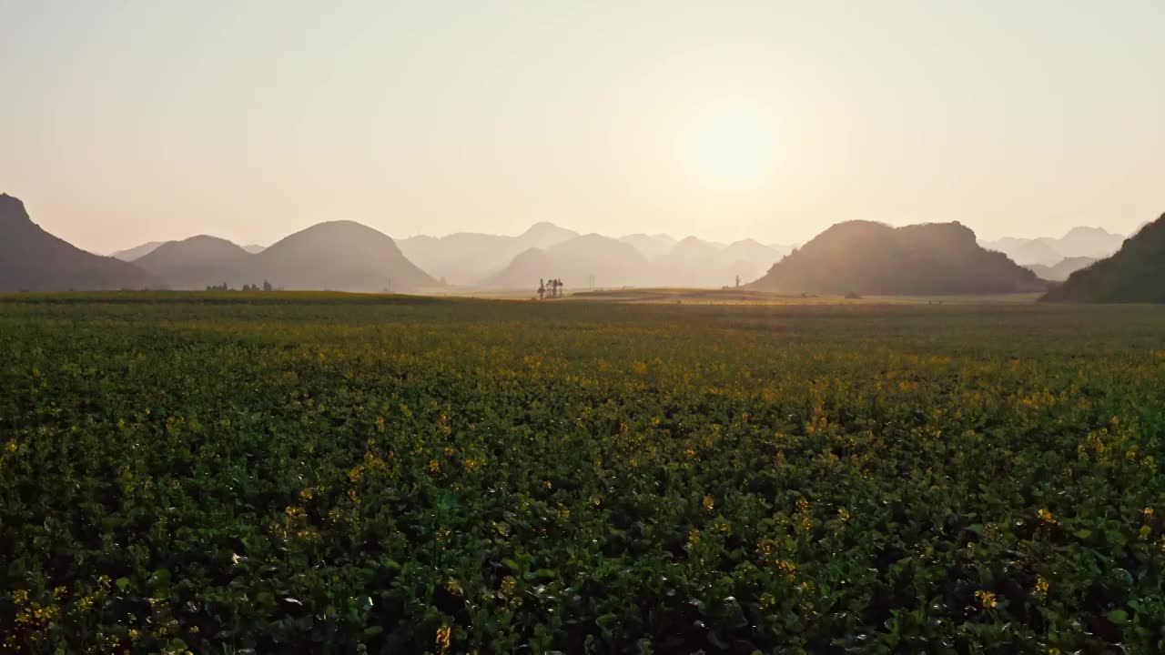 清晨的农田，罗平油菜花，日出时的油菜花视频下载