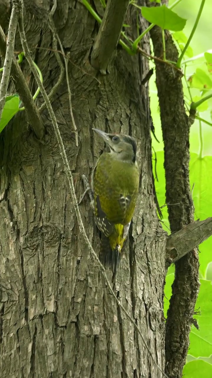 与环境融为一体离巢不久的雄灰头绿啄木鸟亚成鸟隐匿于杉树树干静候亲鸟归来视频素材