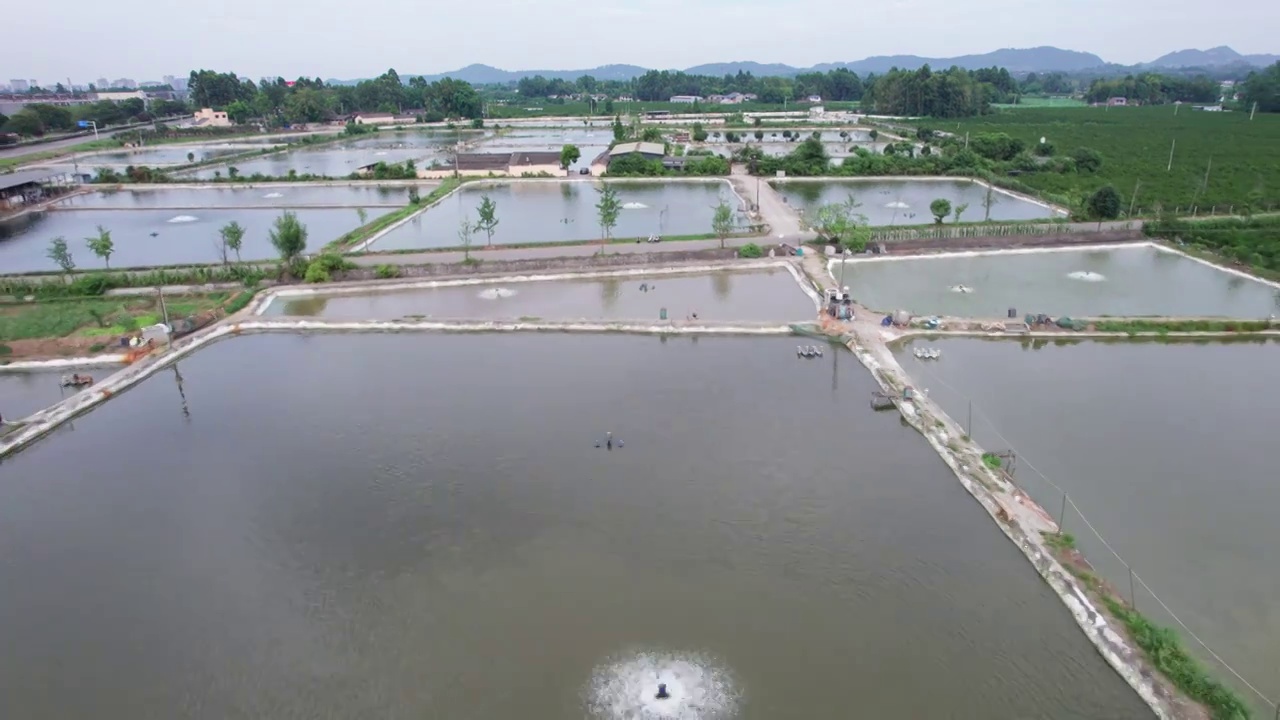 农村农场鱼塘池塘水产养殖航拍视频下载