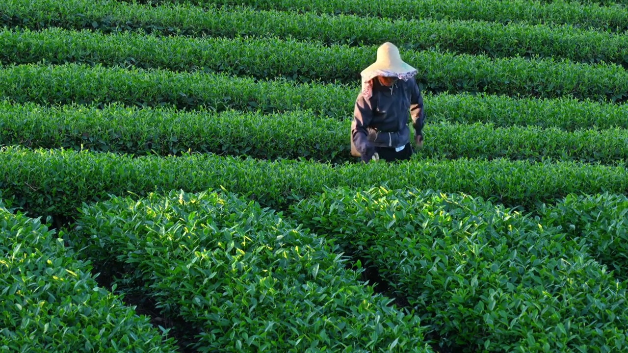 雅安茶园茶山清晨，茶农农民在采茶视频素材