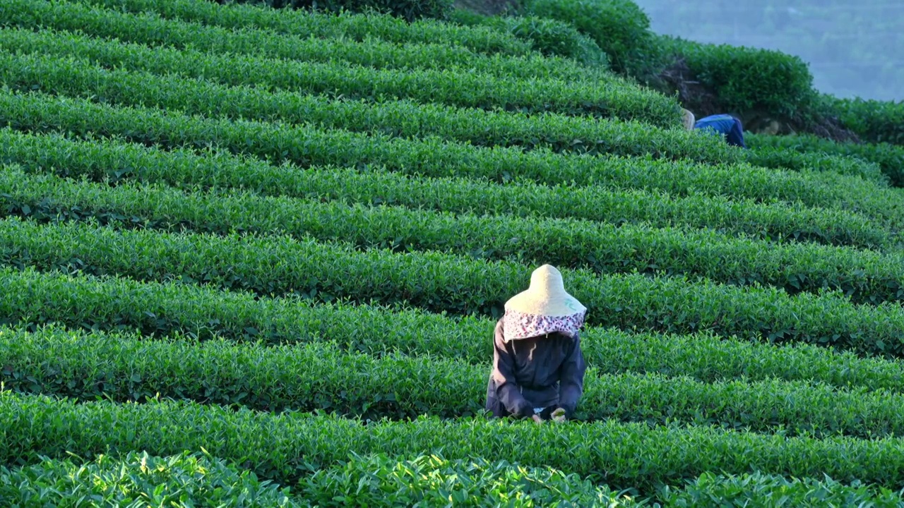 雅安茶园茶山清晨，茶农农民在采茶视频素材