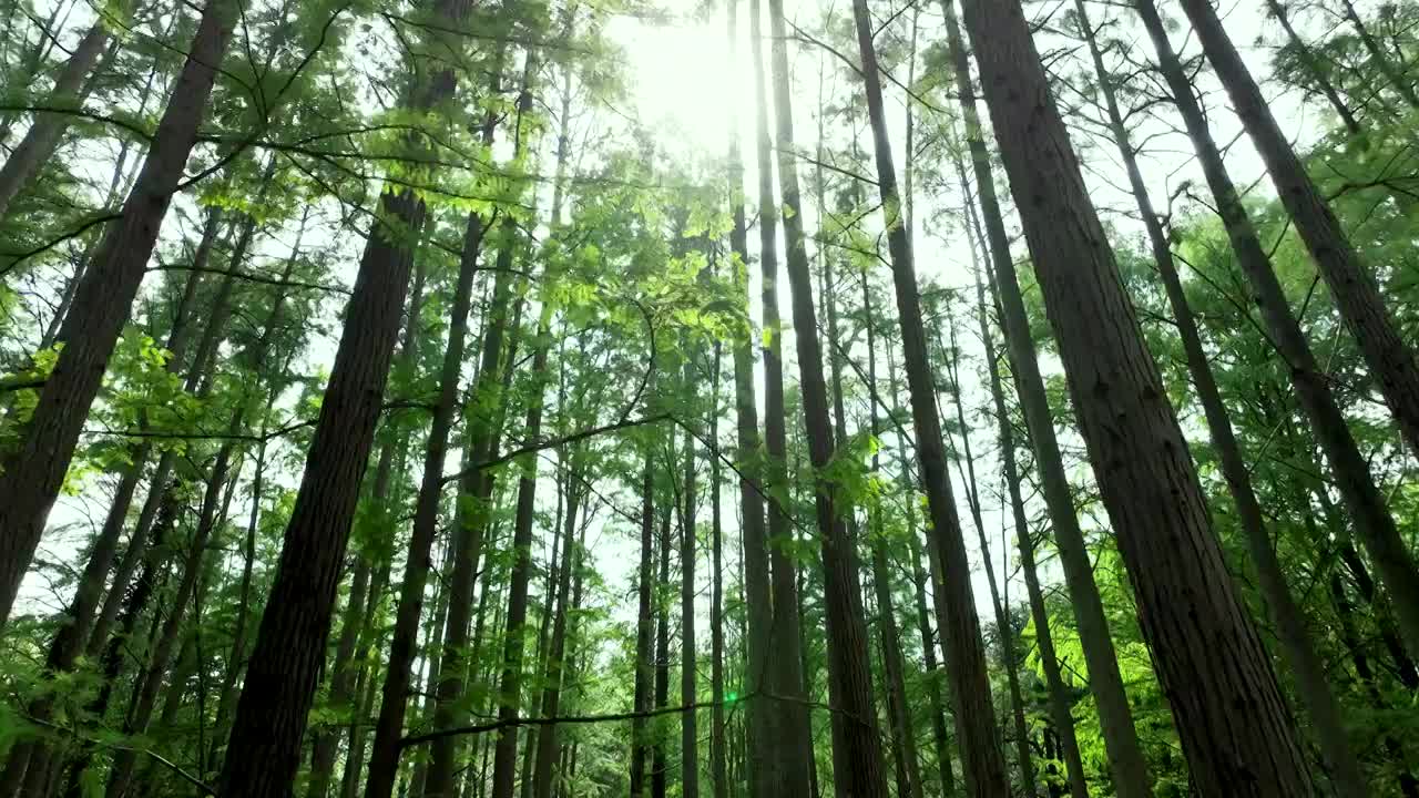 夏天南京中山植物园水杉森林的阳光光束和炫光视频下载