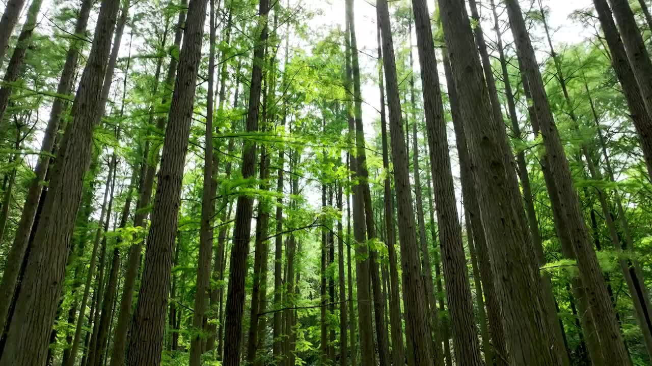 夏天南京中山植物园水杉森林的阳光光束和炫光视频下载