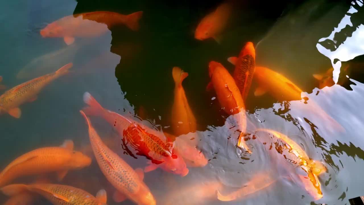 锦鲤戏水觅食4K视频视频素材