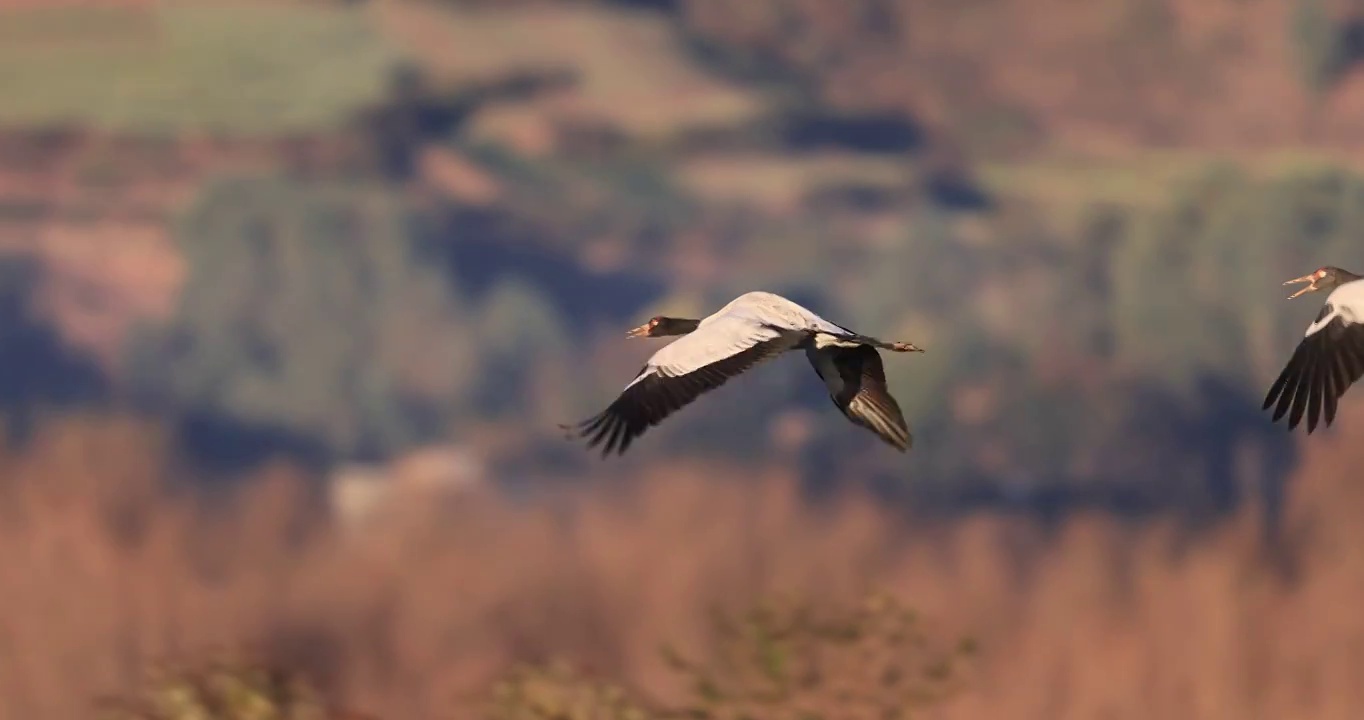 黑颈鹤飞行的升格视频视频素材