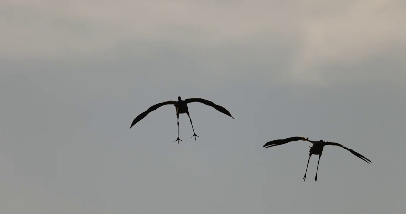 黑颈鹤滑翔降落的慢动作视频下载