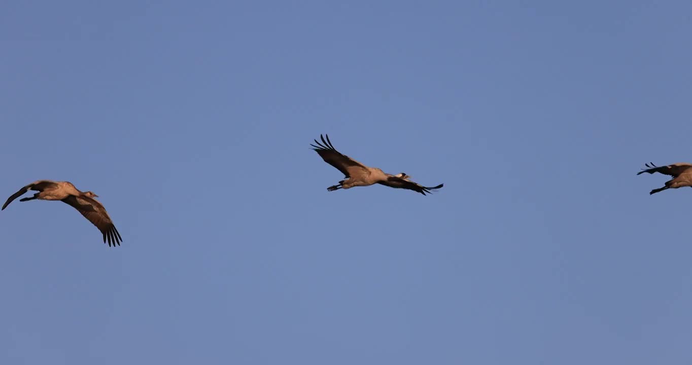 黑颈鹤在蓝天翱翔的升格视频视频素材