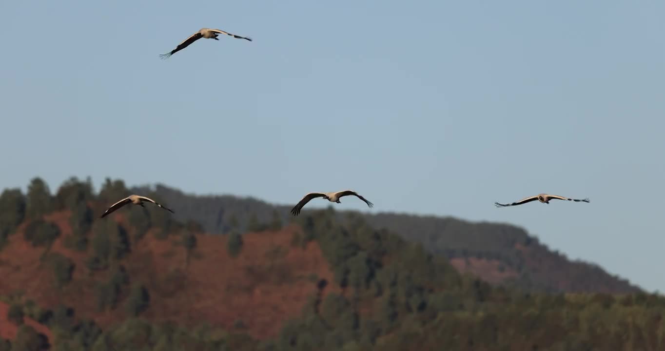 黑颈鹤在山林间自由翱翔视频素材