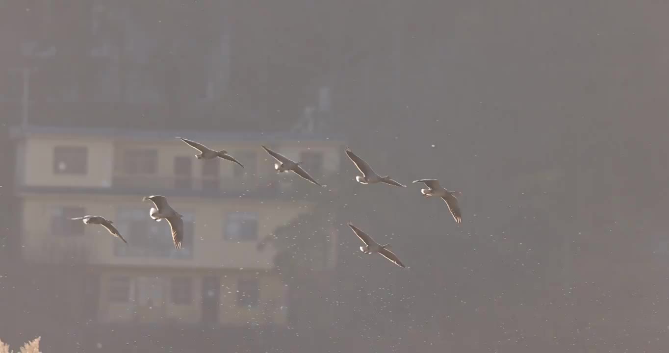 斑头雁在秋天飞行视频素材