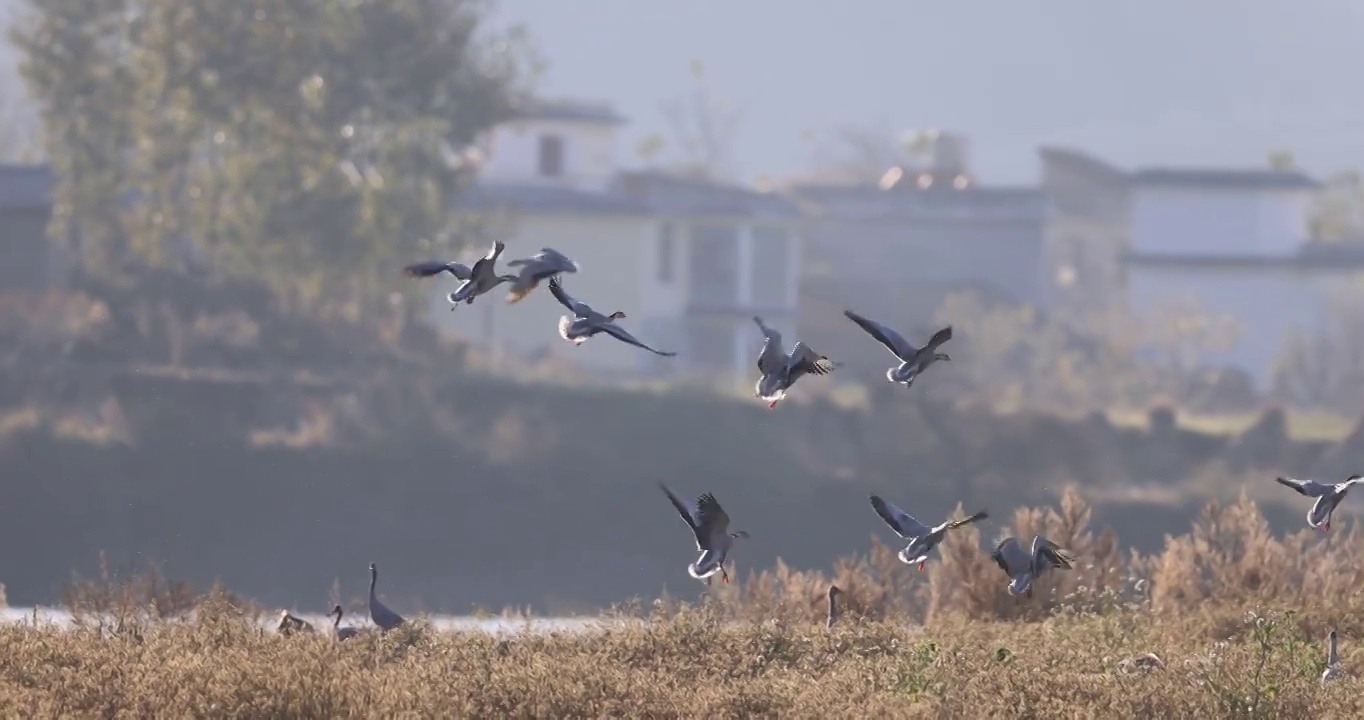 一群斑头雁降落在秋天的草丛中视频素材