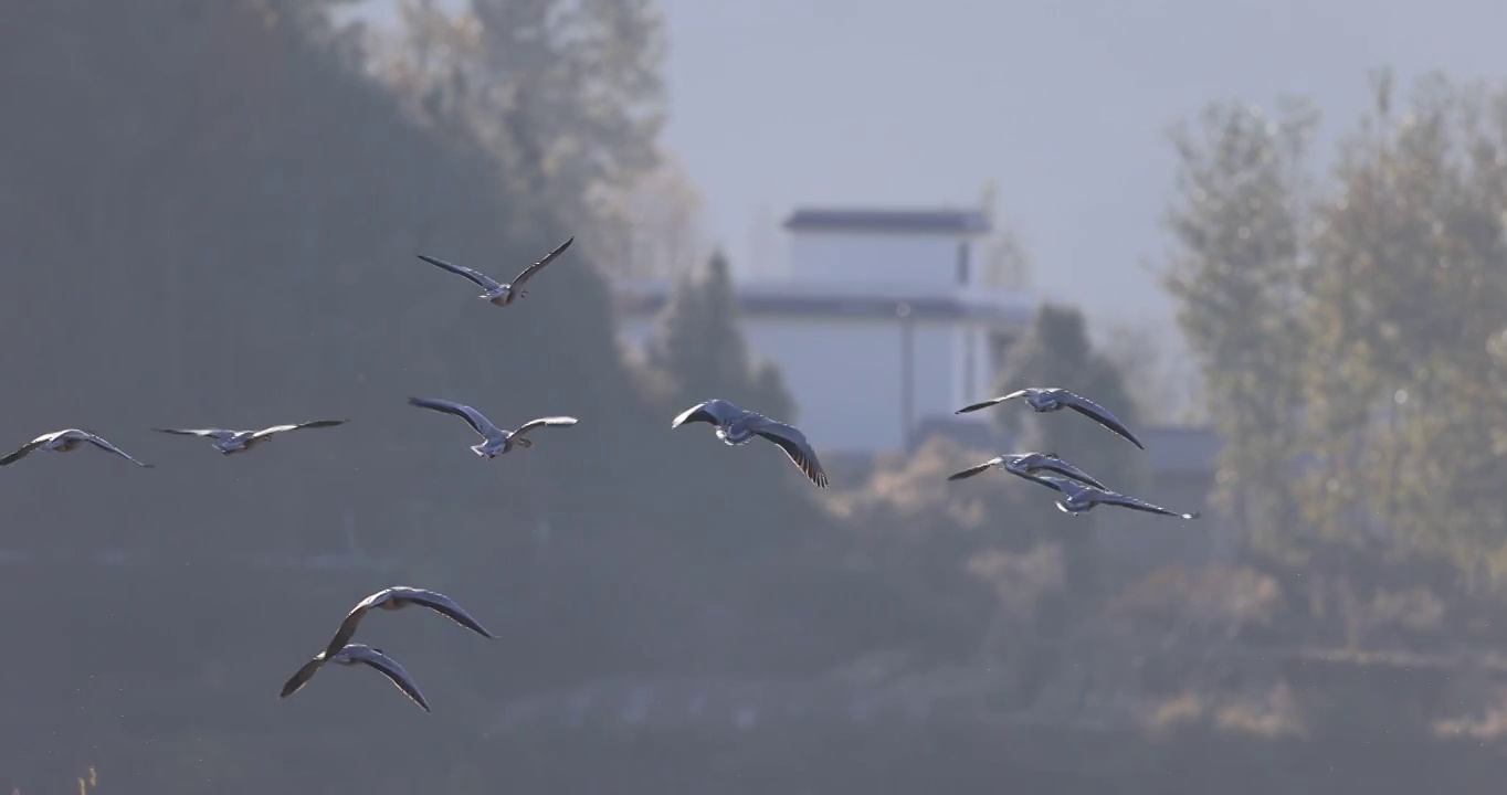 一群斑头雁在山村遨游的升格视频视频素材