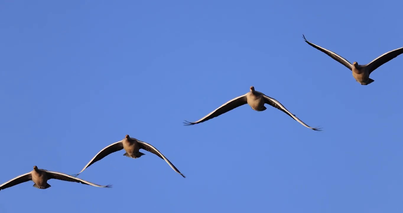 一小群斑头雁在蓝天中飞行的升格视频视频素材