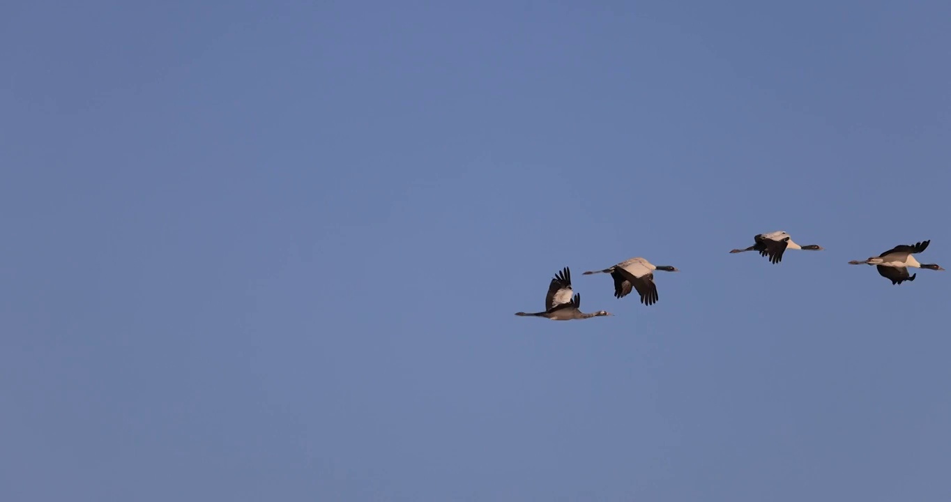 一小群黑颈鹤蓝天飞行的升格视频视频素材