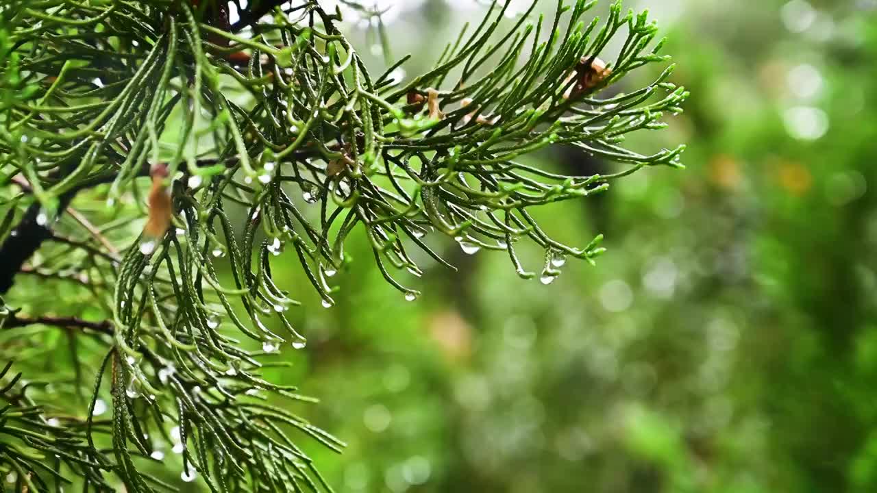 小雨中松枝上的晶莹的雨滴视频素材