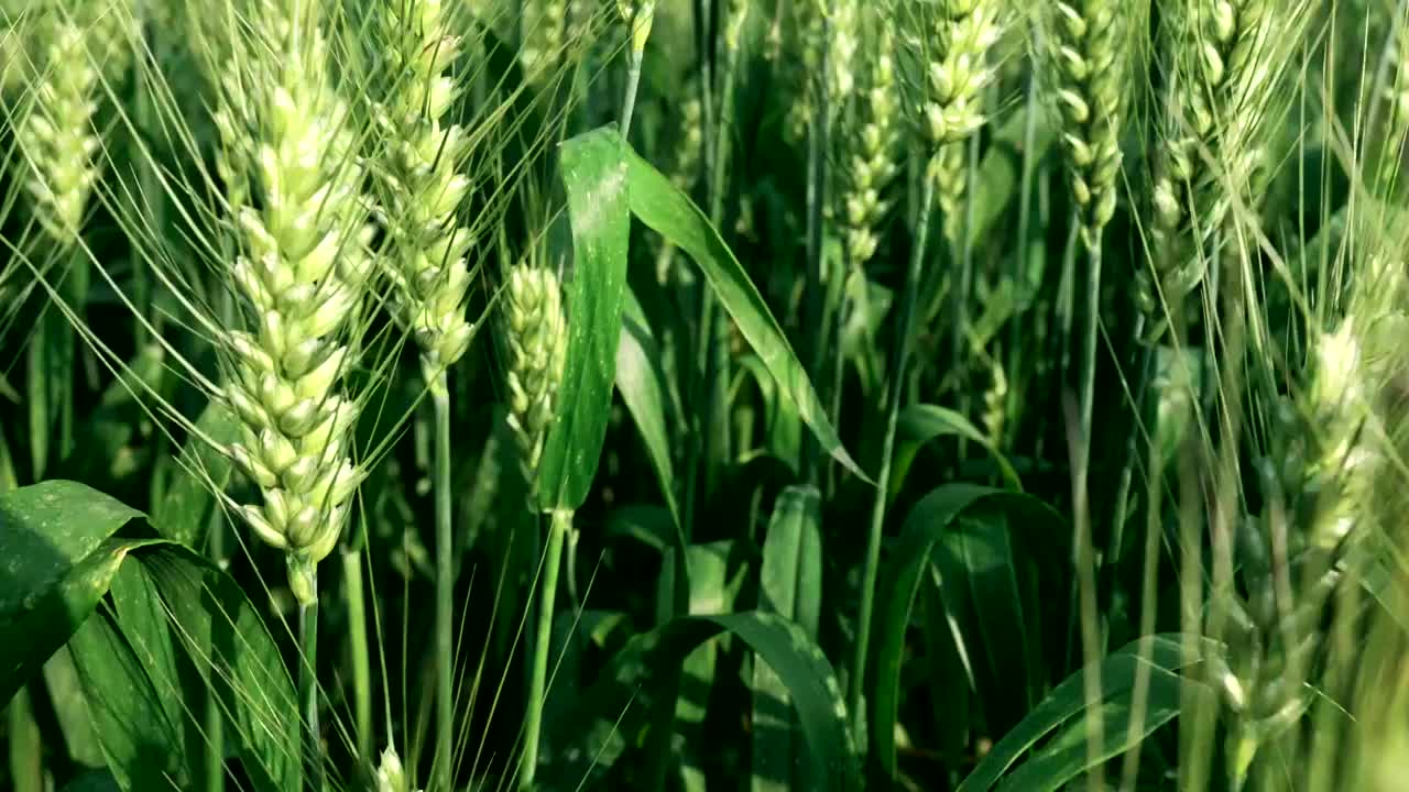 小麦视频素材