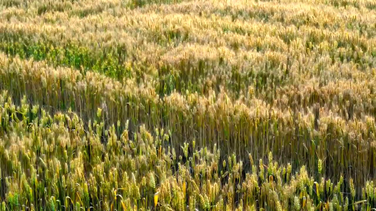 小麦视频素材