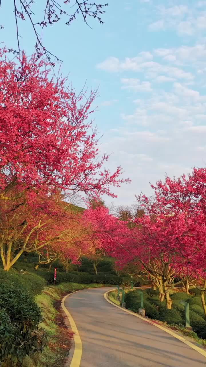 樱花林的路，台品樱花园，福建樱花，永福樱花视频下载