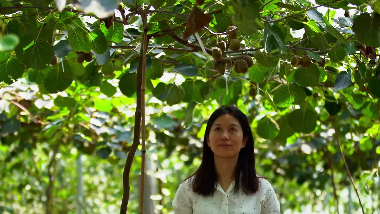 中年女性在果园采摘猕猴桃视频下载