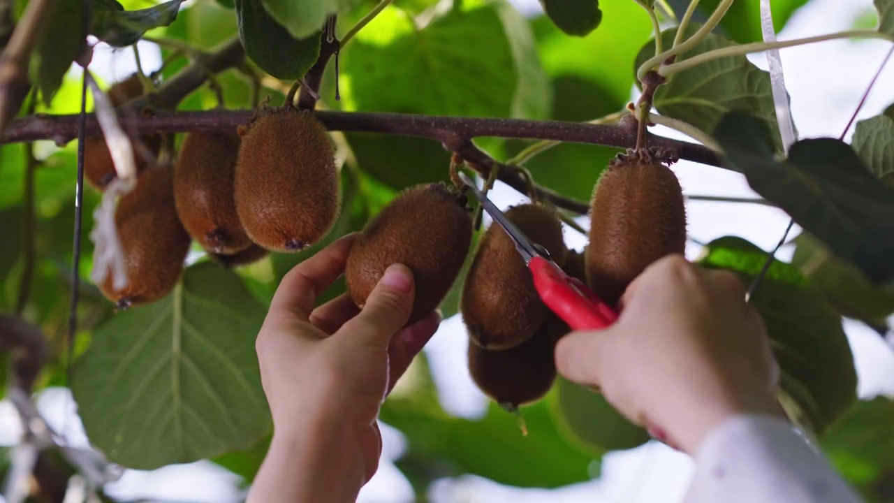 女性在果园采摘猕猴桃视频下载