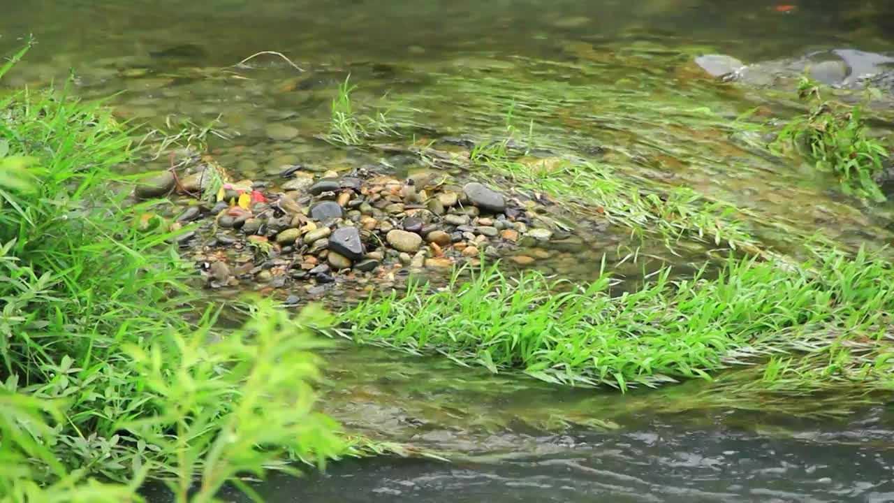 炎炎夏日，小鸟在小溪洗澡降温视频下载