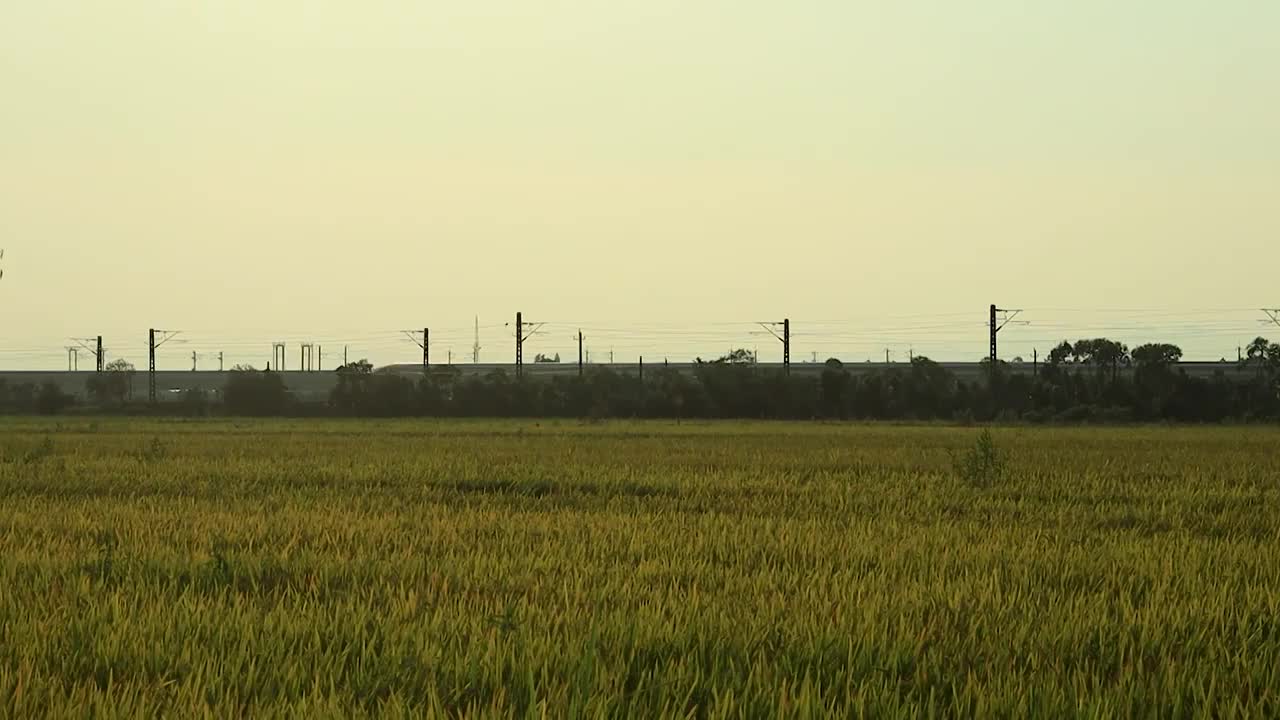 临近傍晚，金色稻田上远处一辆高速列车正在驶过视频素材