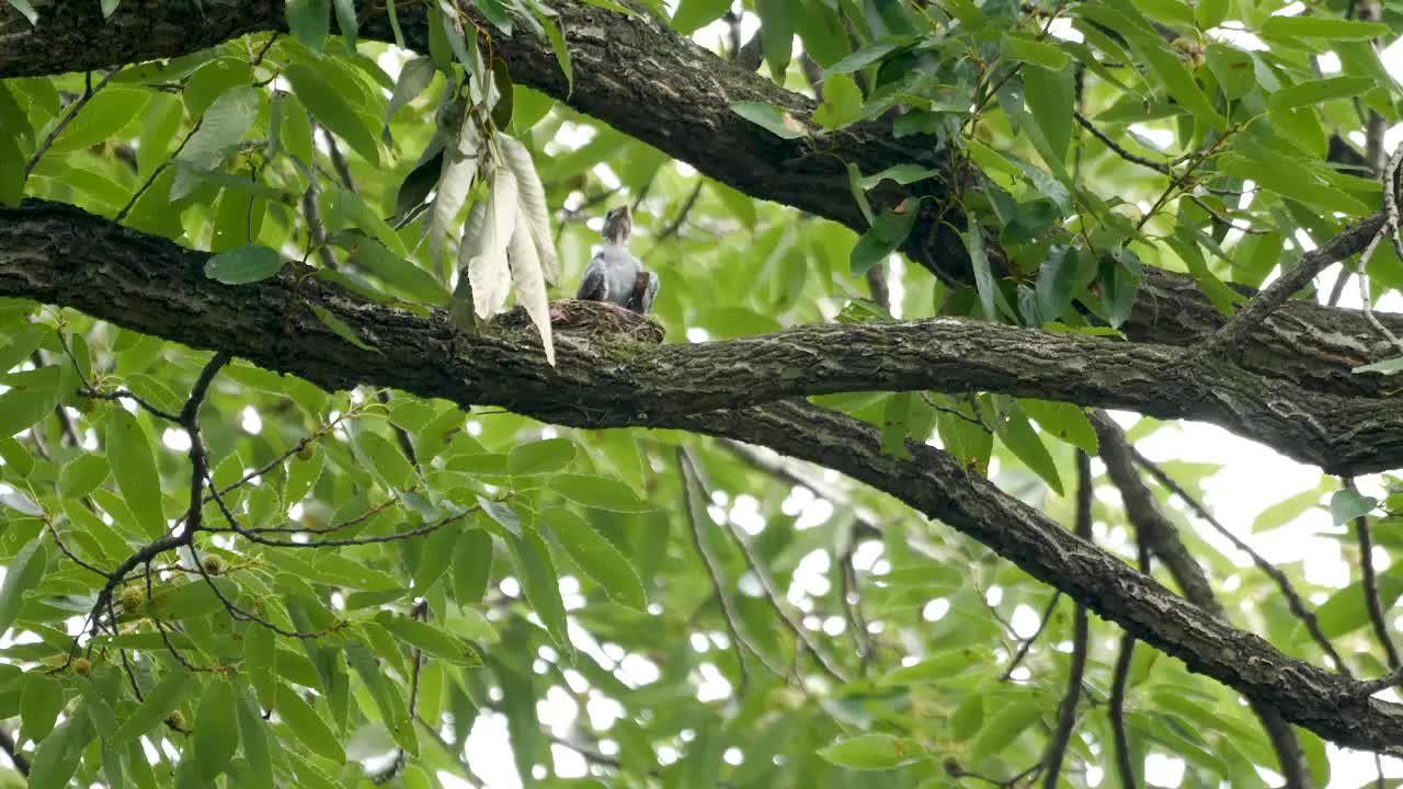 南京中山植物园北园内一棵栓皮栎上雄灰卷尾给雏鸟喂食蟪蛄视频下载