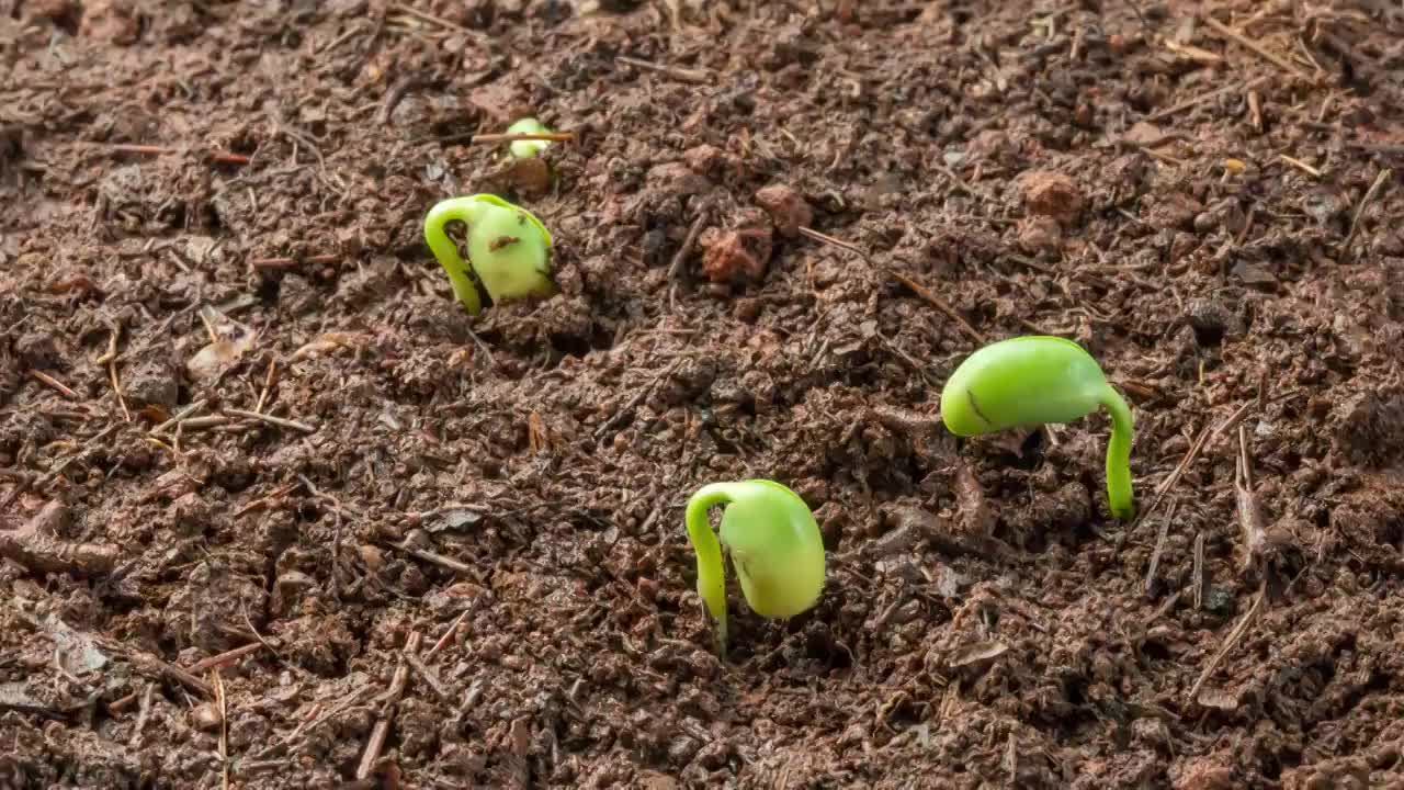 春天从土壤中长出的蔬菜种子绿芽视频素材