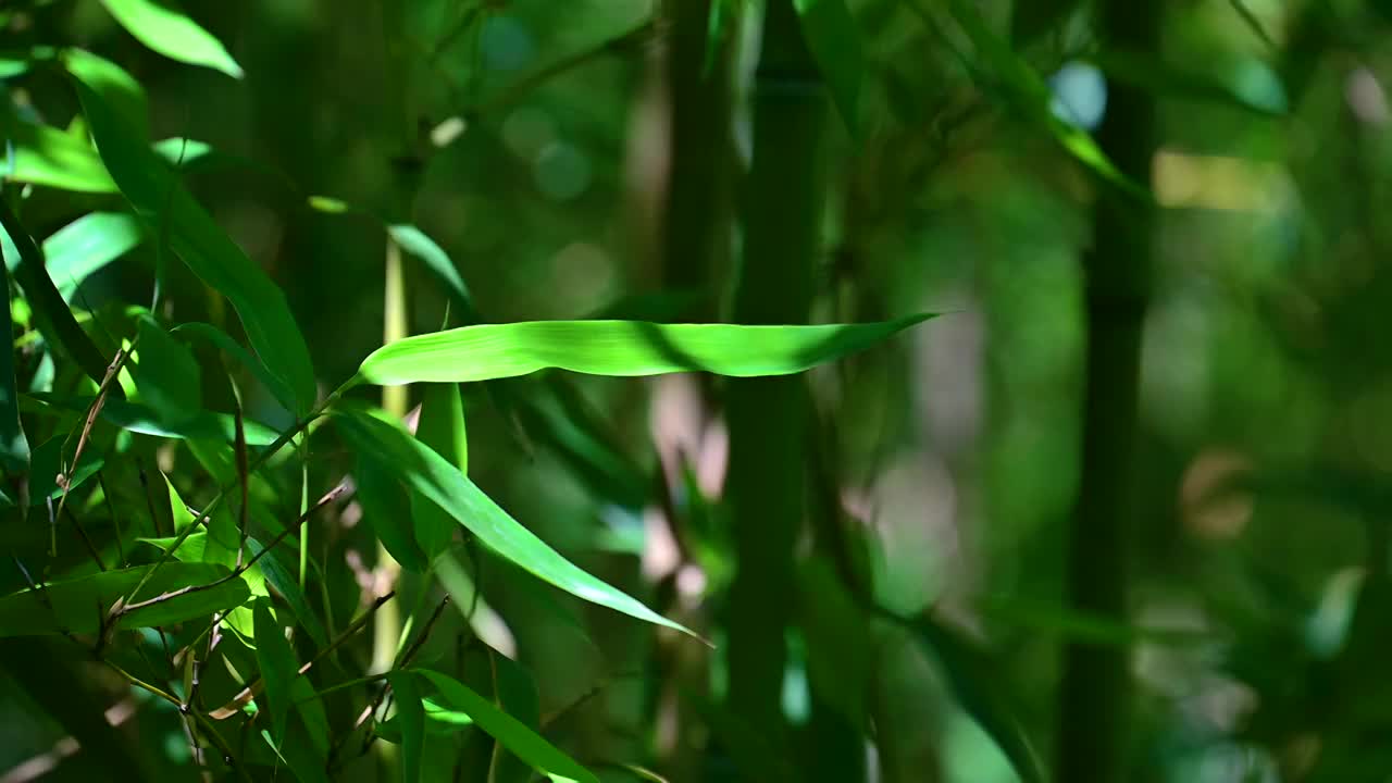 夏天的阳光照射在竹叶上视频下载