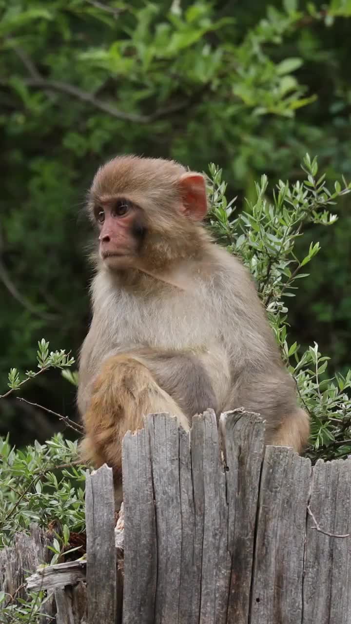 藏猕猴，猕猴，猴子，野外的猴子视频下载