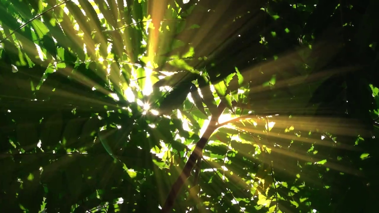 阳光穿过树林空镜视频素材