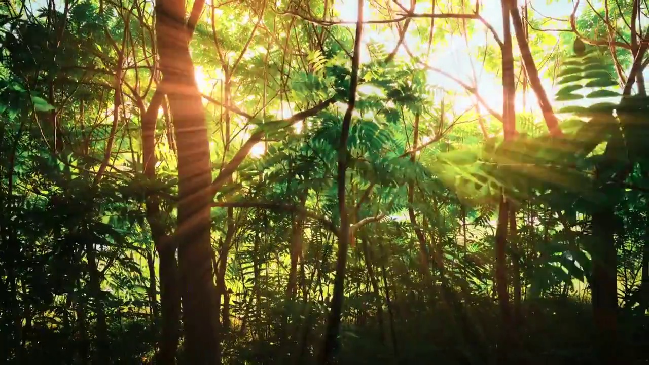 阳光穿过树林空镜视频素材