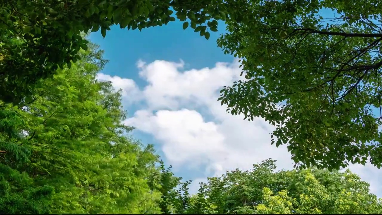 透过树叶的缝隙仰望蓝天白云视频下载