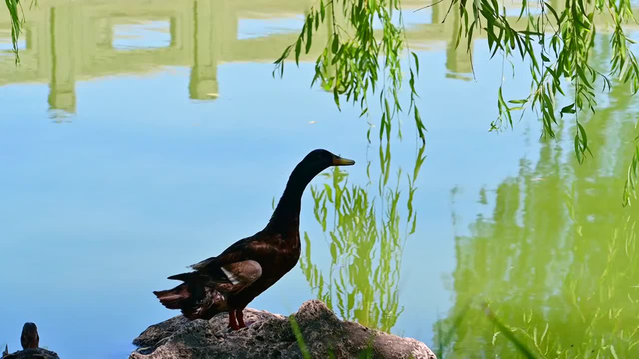站在水边的母鸭子和小鸭子视频下载