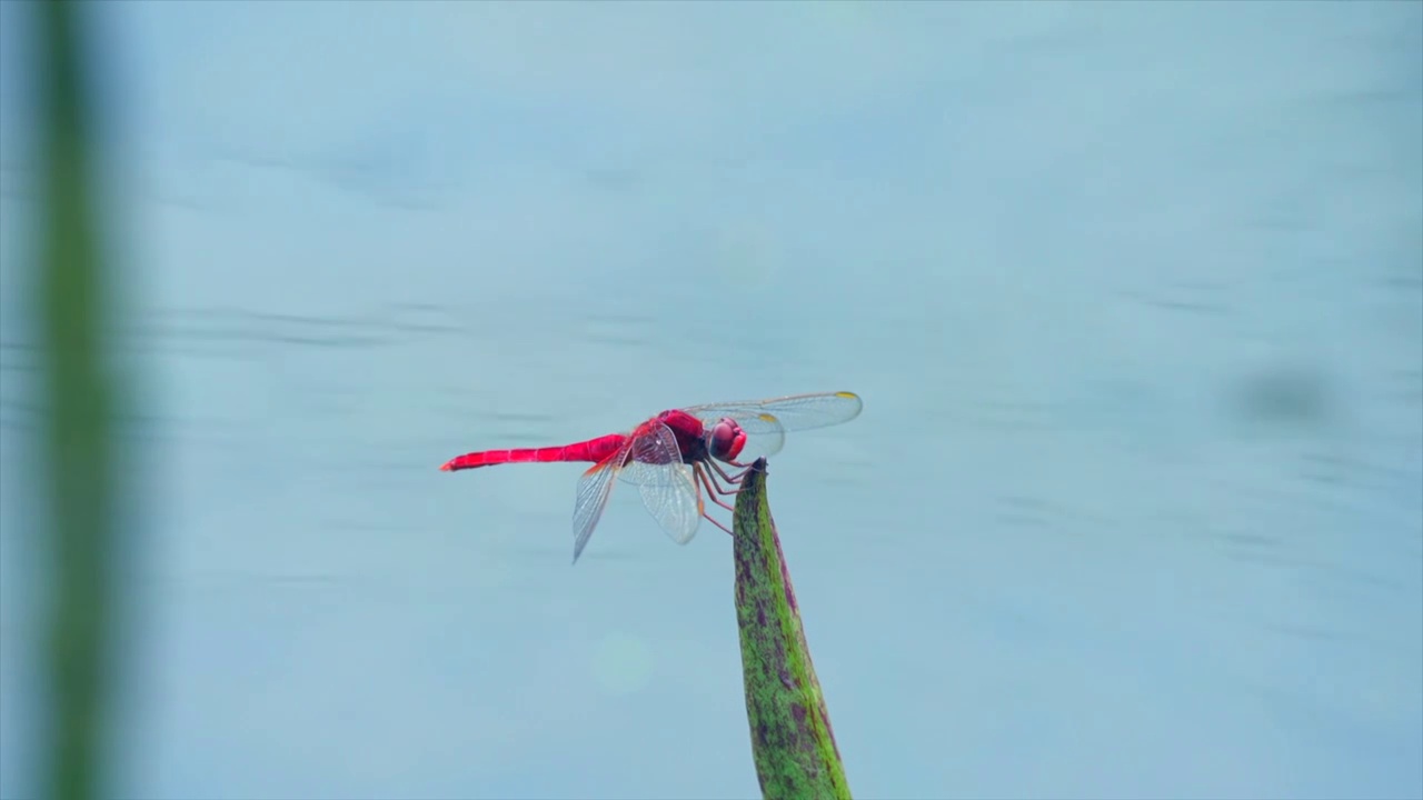 红蜻蜓视频素材