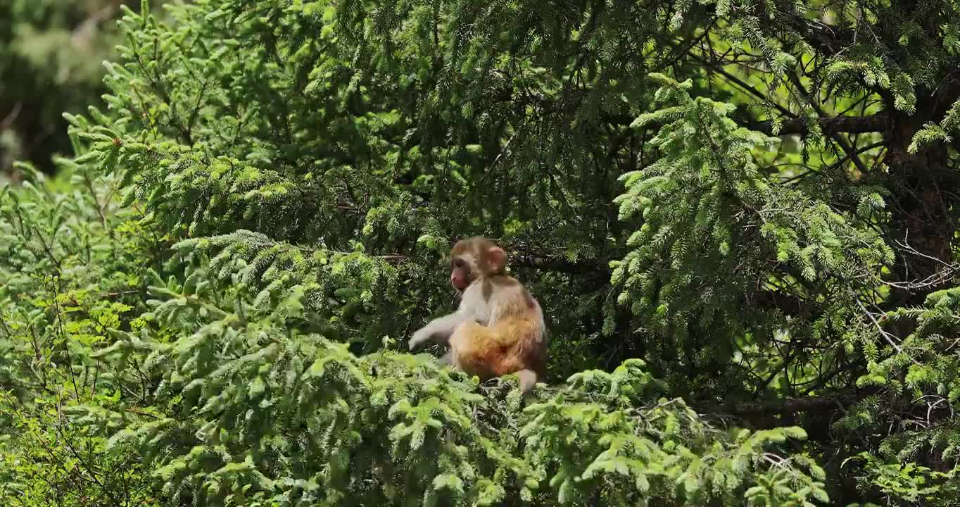 猕猴在野外活动，藏猕猴，野生的猴子视频下载