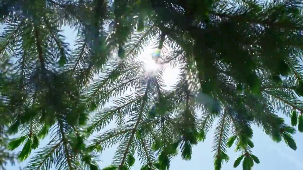 阳光透过绿叶空镜视频素材