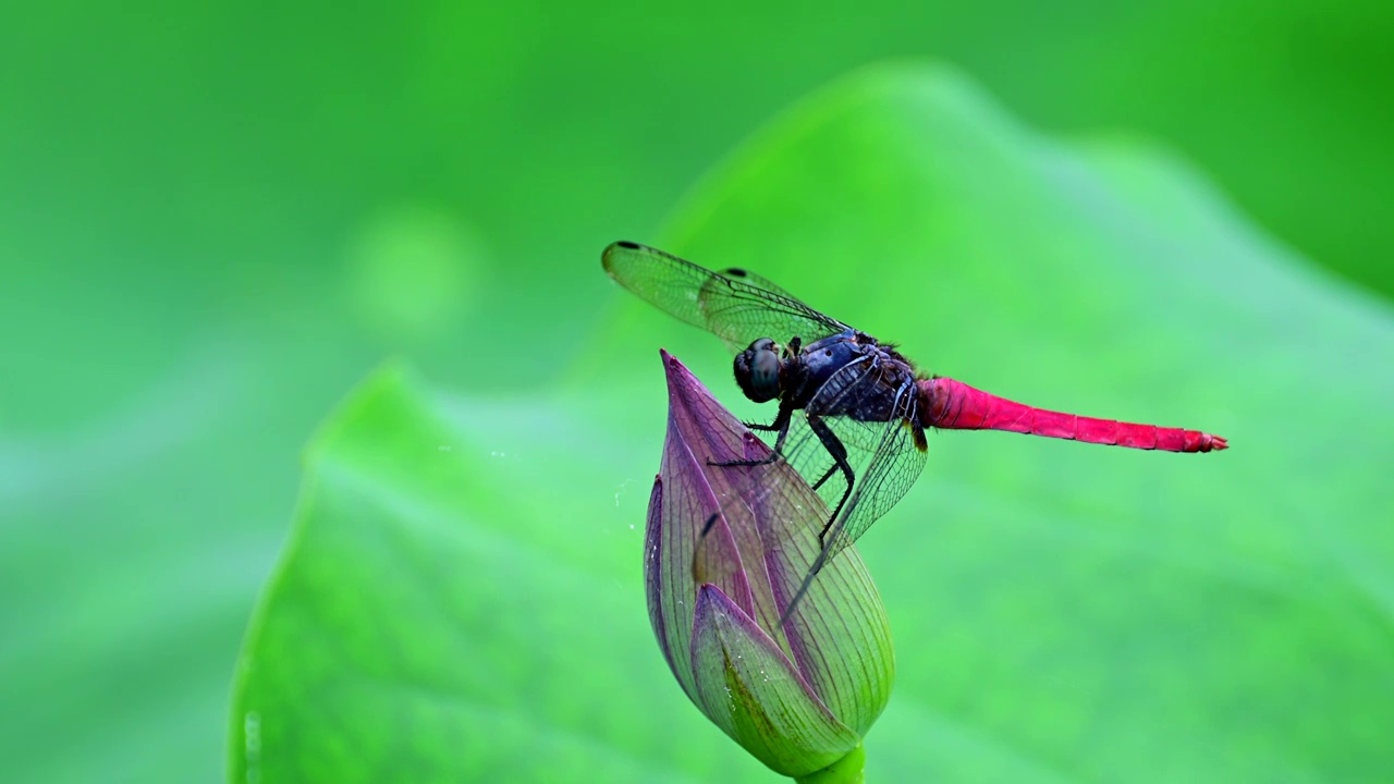 荷花苞上的红蜻蜓视频素材