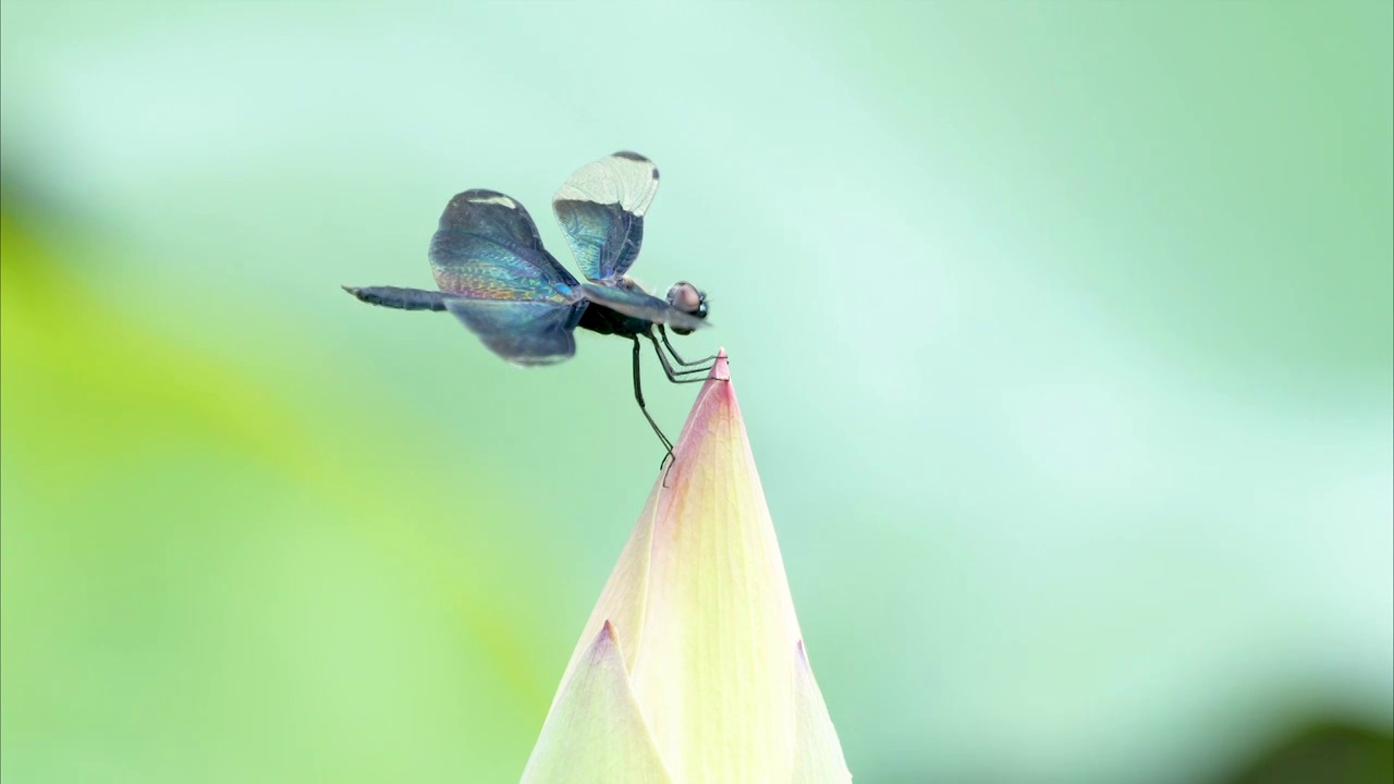 栖停在荷花花骨朵上的黑丽翅蜻视频下载