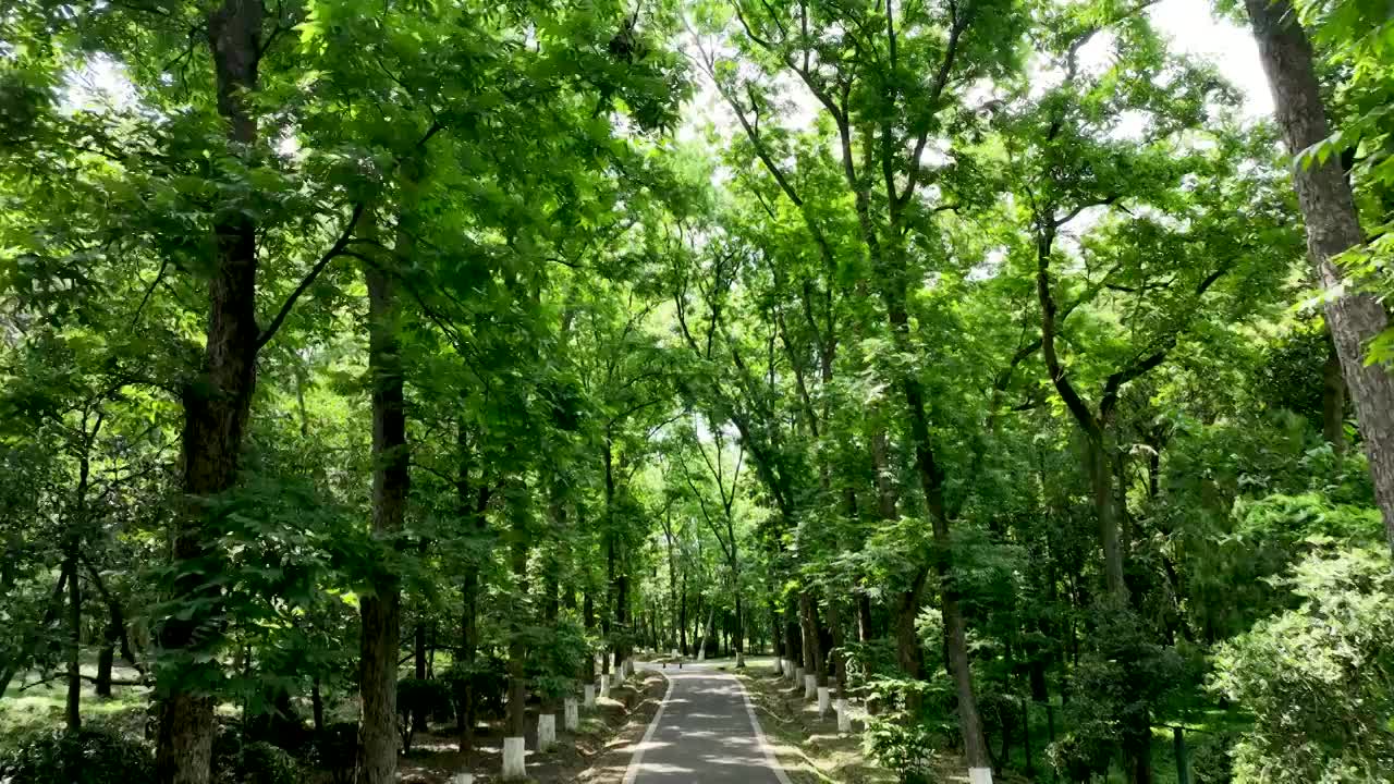夏天郁郁葱葱森林里的林荫路视频下载