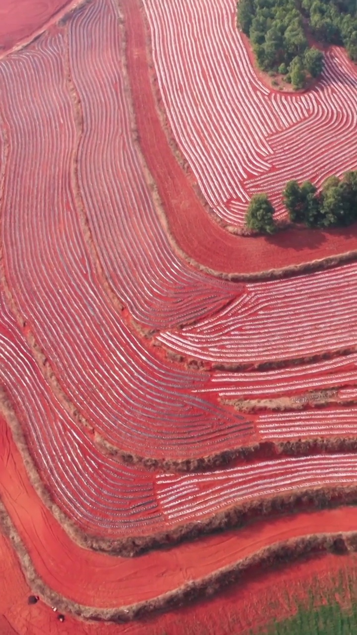 东川红土地，锦绣缘的色彩，多彩的梯田，红色的土地视频下载