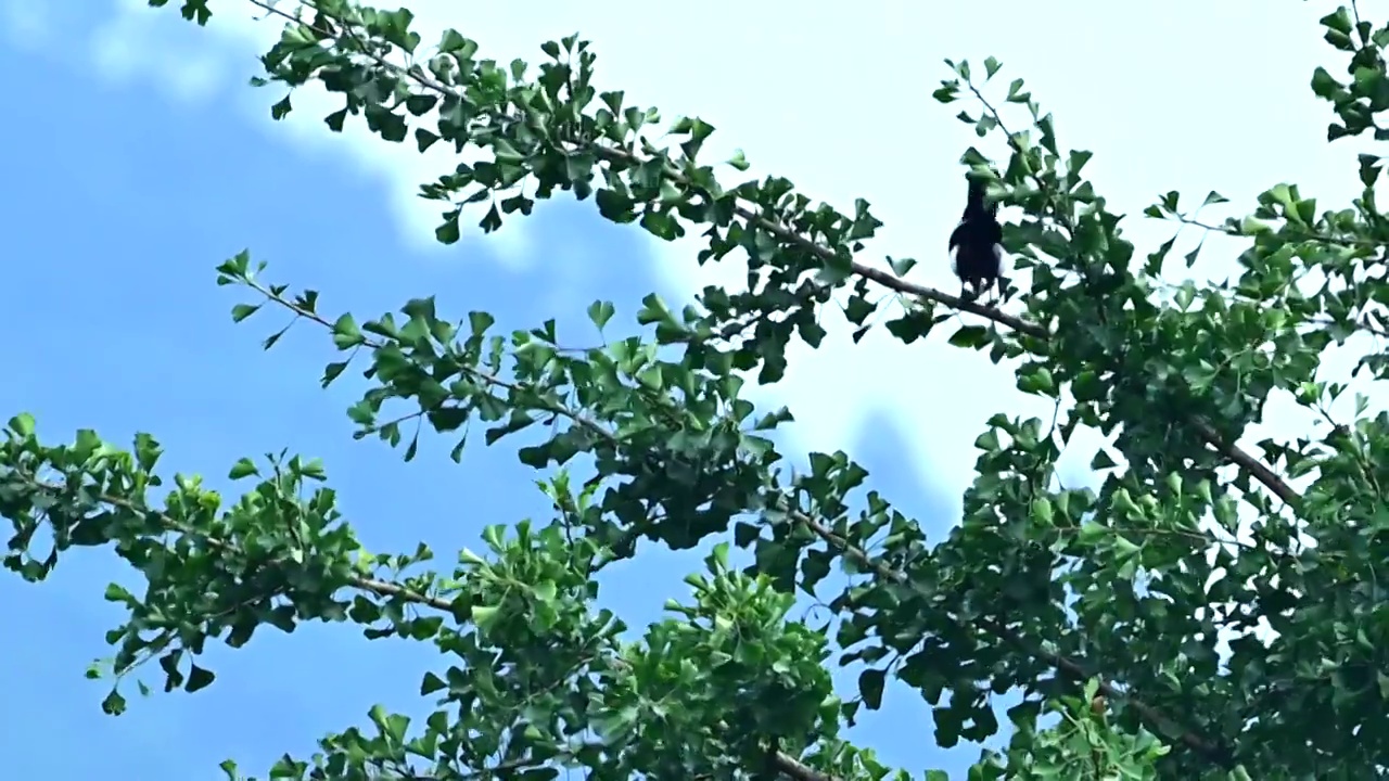 树枝上飞动的小鸟视频素材