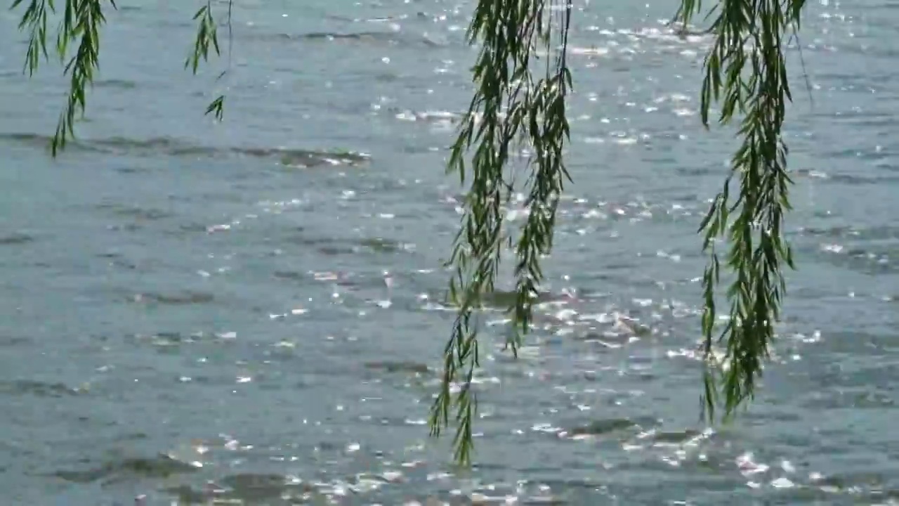波光粼粼的水面垂柳枝随风摇摆视频素材