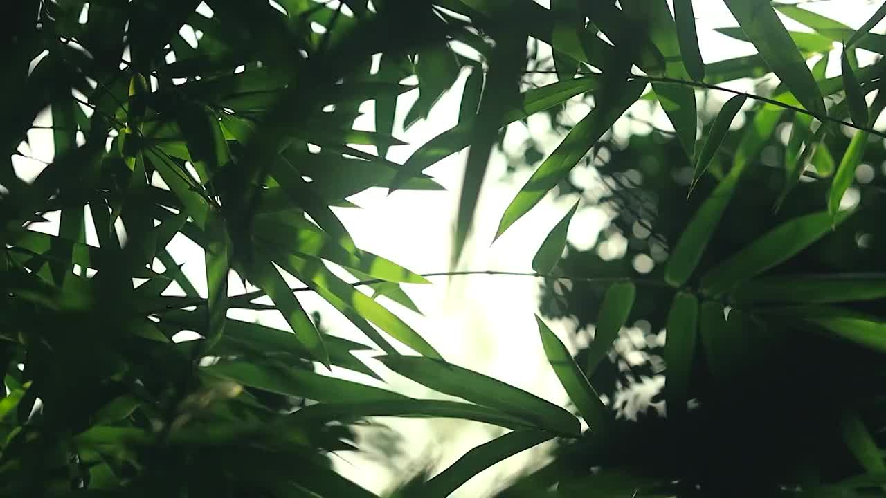 阳光下的竹叶丛中视频素材