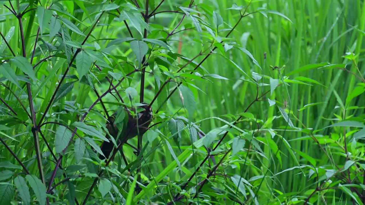 灌木从中小鸟飞行视频素材