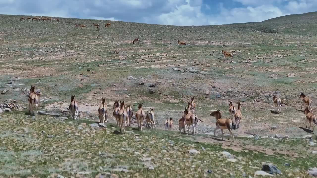 青海果洛格尔木野驴群视频下载